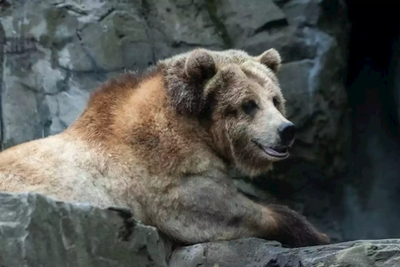 Say hello to the Central Park Zoo's three new bears