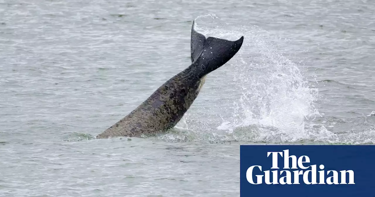 Ailing orca stuck in France’s River Seine to be lured to sea using drone with loudspeakers