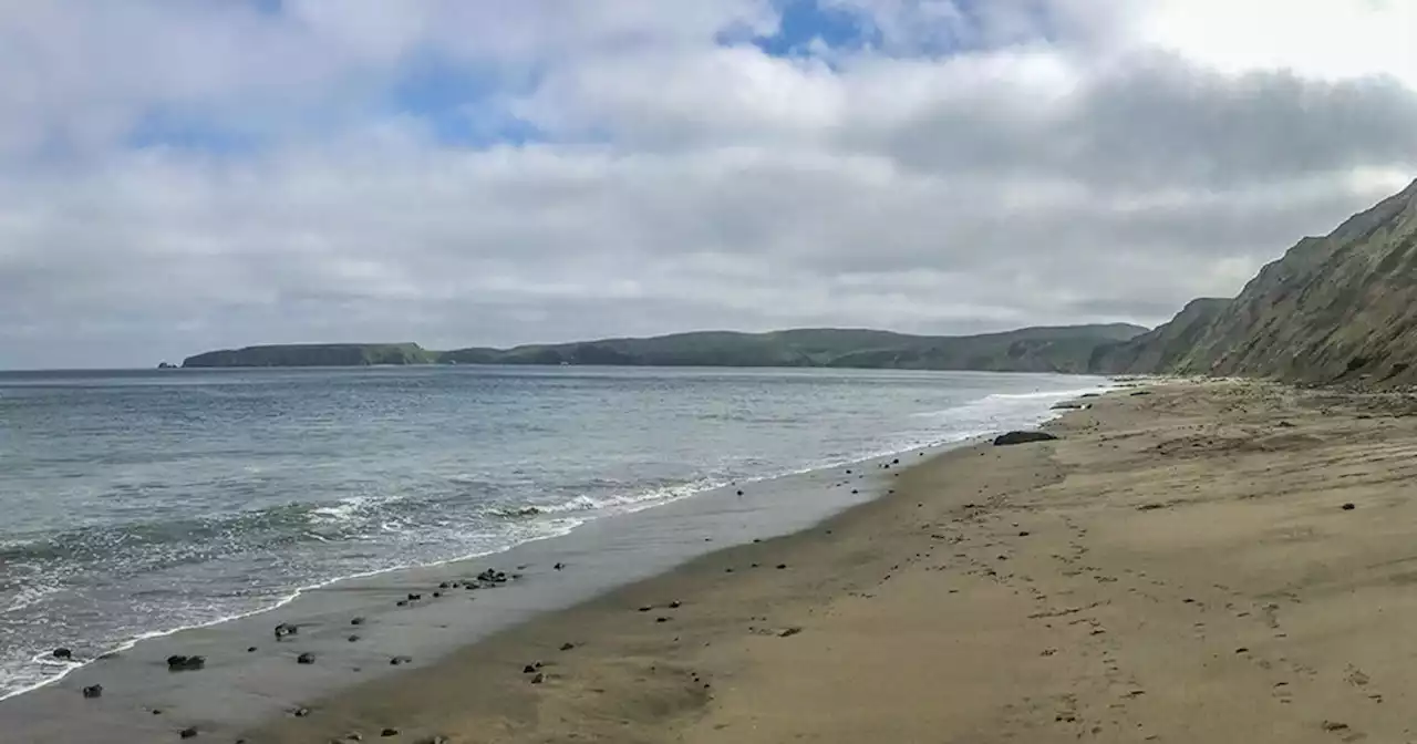 Partial beach closure at Pt. Reyes over holiday weekend to protect plover nests