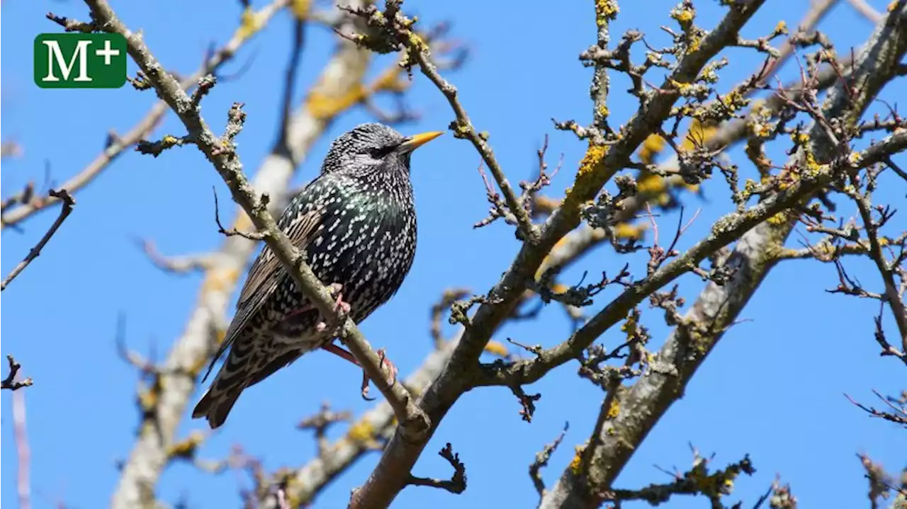 Diese 10 Vögel fühlen sich in Berlin besonders wohl