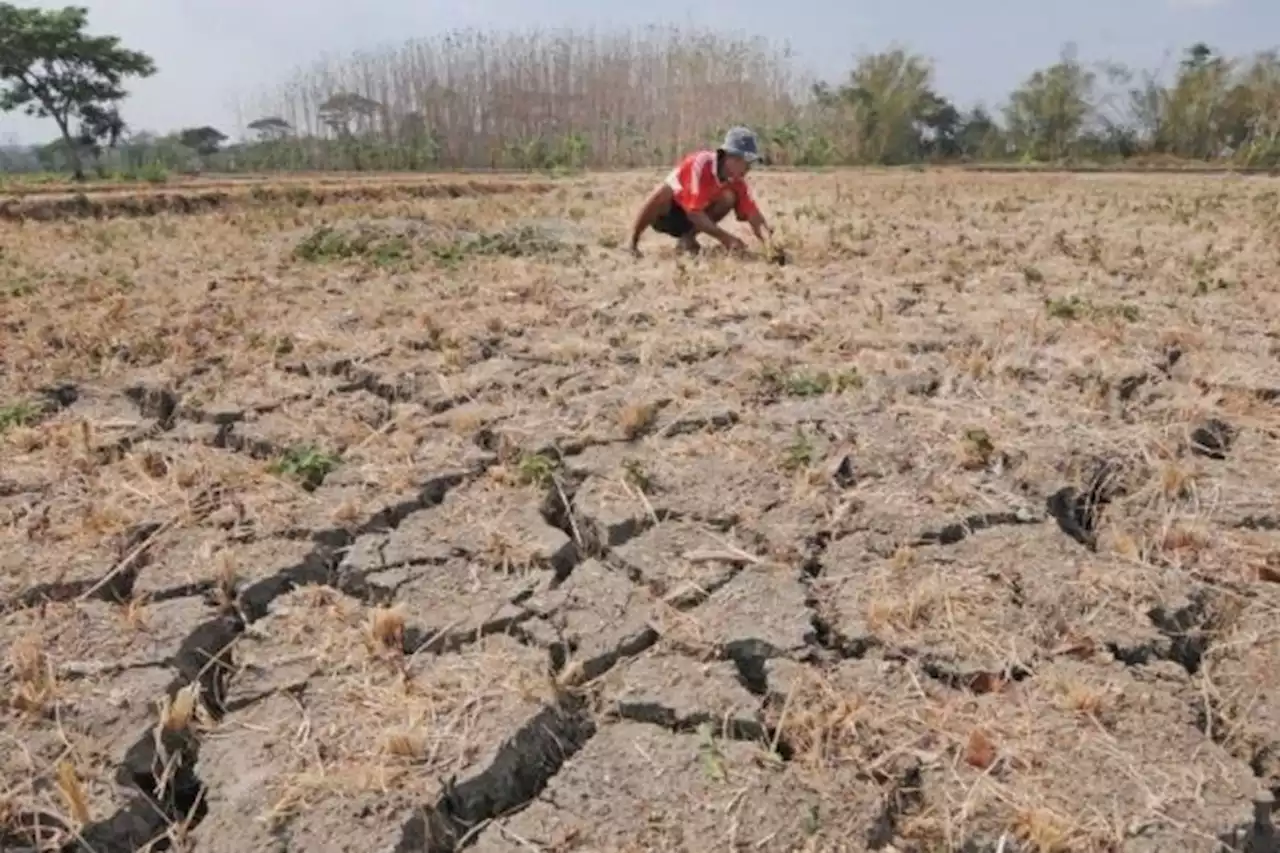 Ironi Negara Agraris, Tanah Pertanian di Indonesia 'Sakit' Akibat Pupuk Kimia - Pikiran-Rakyat.com