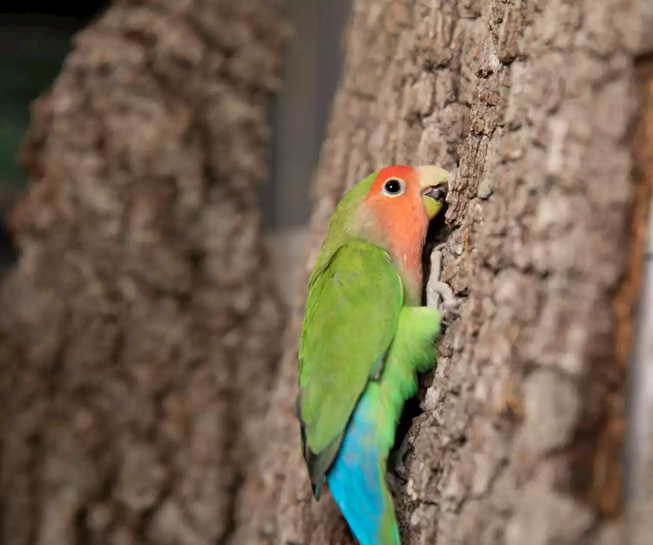 What's got two legs and a head for climbing? Rosy-faced lovebirds