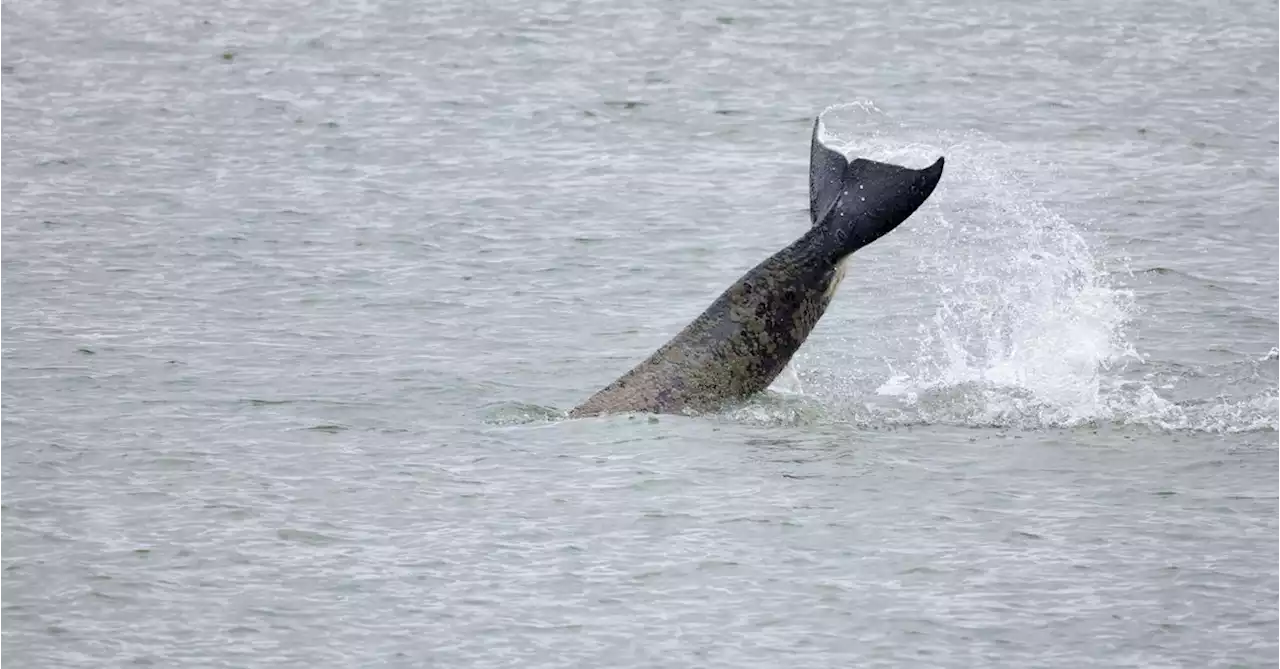 French officials to use orcas sounds to guide lost killer whale back to sea