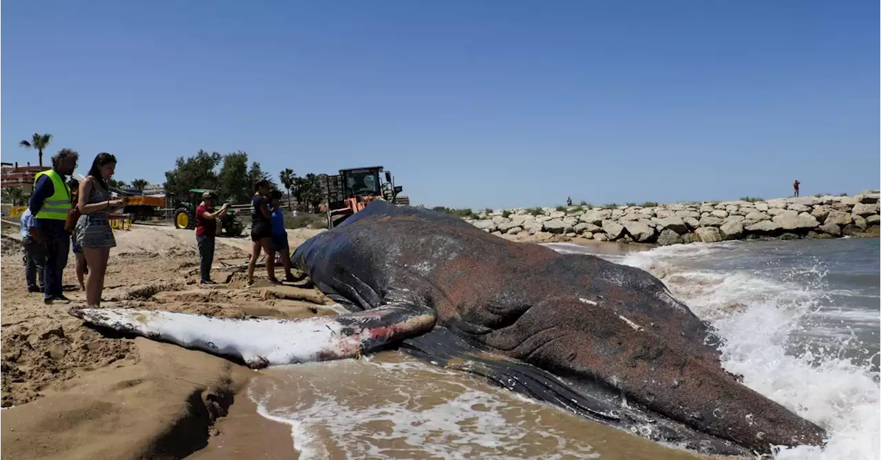 Whale rescued from 'wall of death' drift net off Spain dies a week later