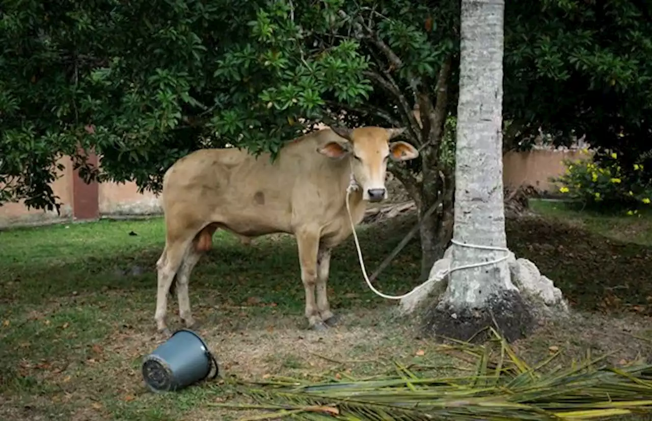 Waspada! Sapi di Kudus Mati Gegara Terjangkit PMK