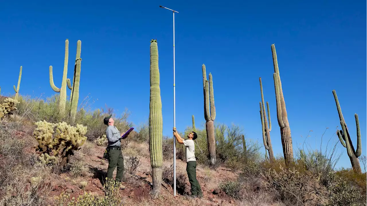 Saguaros take a bloom break after last year's floral explosion