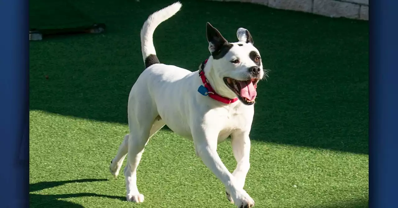 Cleveland APL Pet of the Weekend: Casablanca, a 5-year-old pit mix