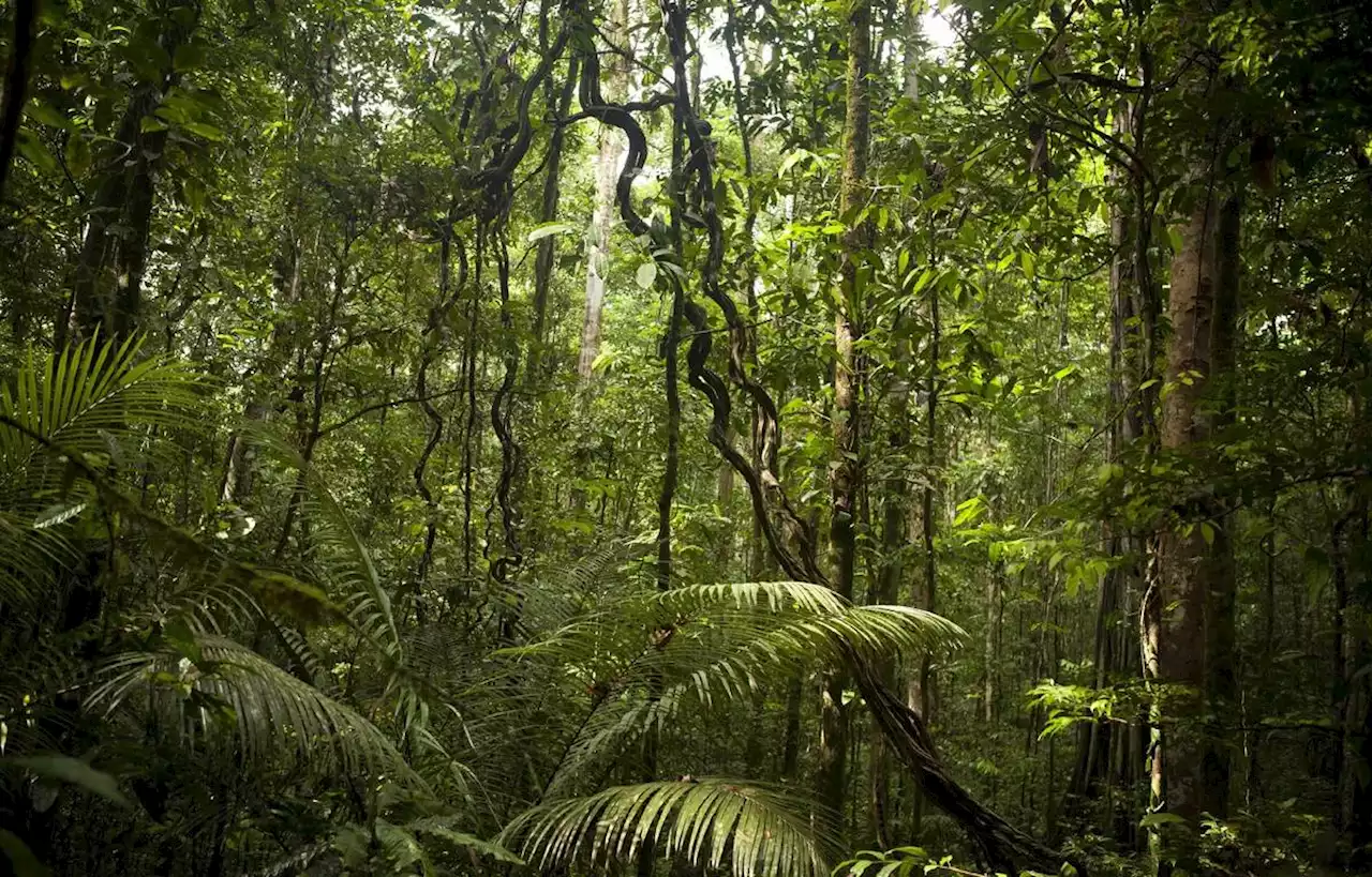 Découverte de traces d’une ancienne civilisation méconnue en Amazonie
