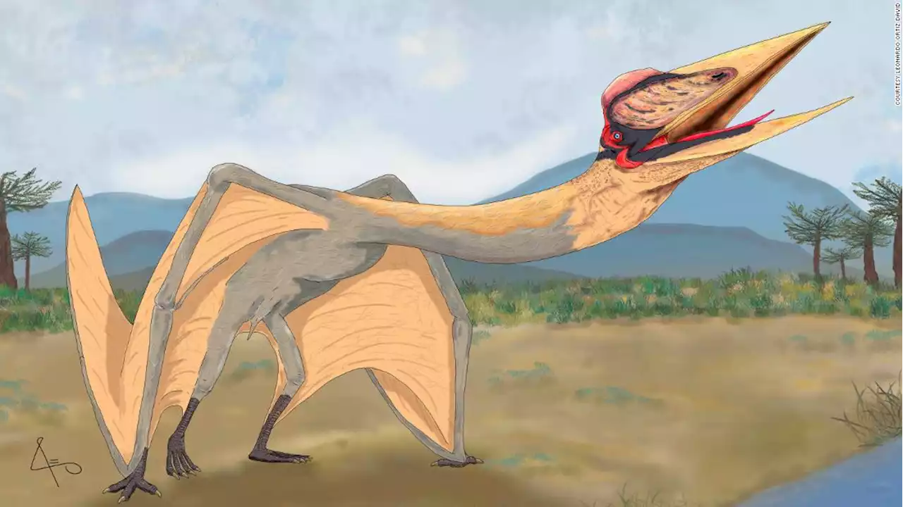 Flying 'Dragon of Death' is the largest pterosaur discovered in South America