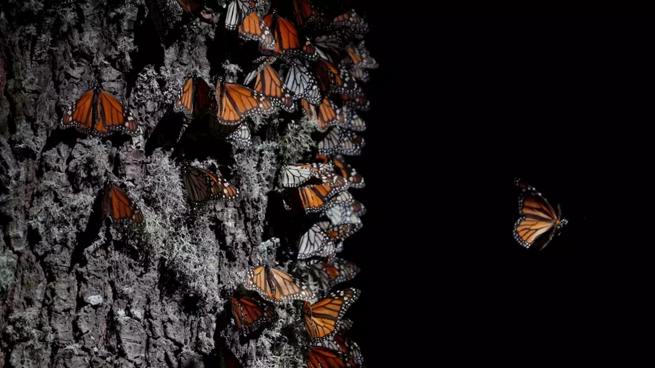 Monarch butterfly numbers skyrocket in Mexico