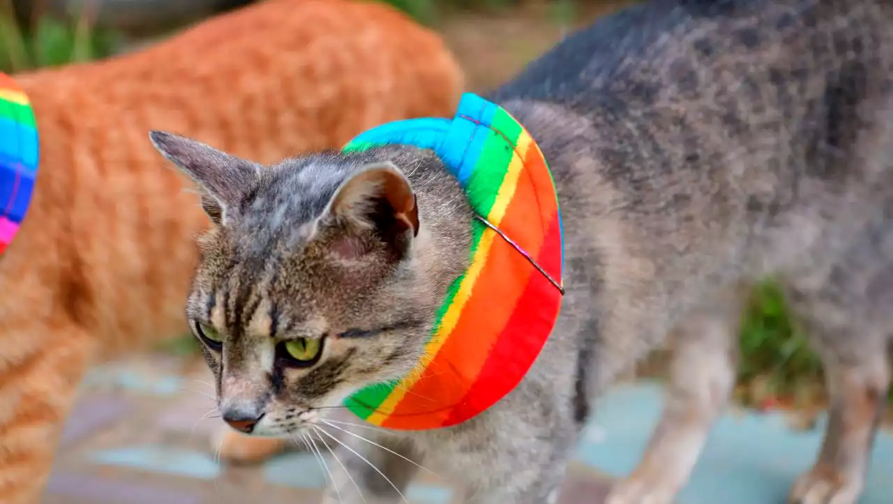 Katzen, die auf Vögel losgehen: Pfoten weg! – Die Gartenkolumne