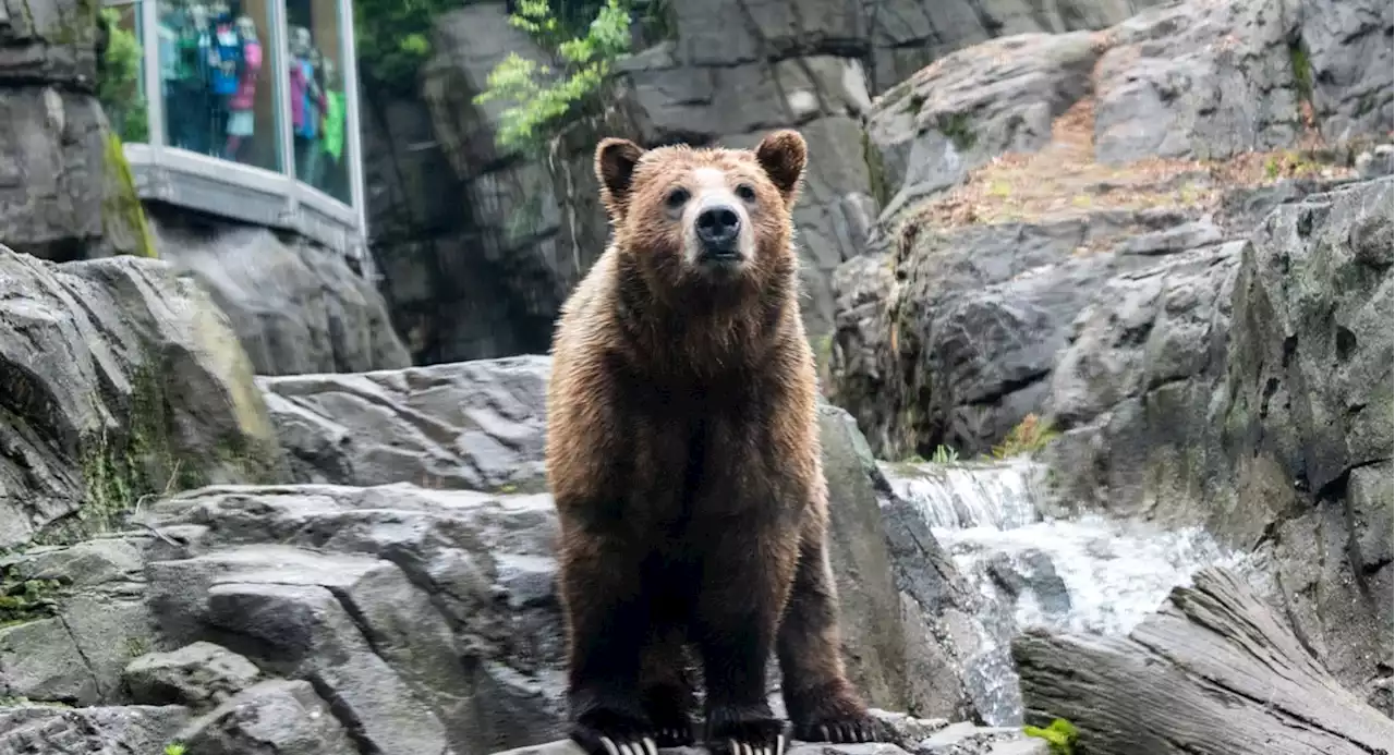 Say hello to the Central Park Zoo's three new bears