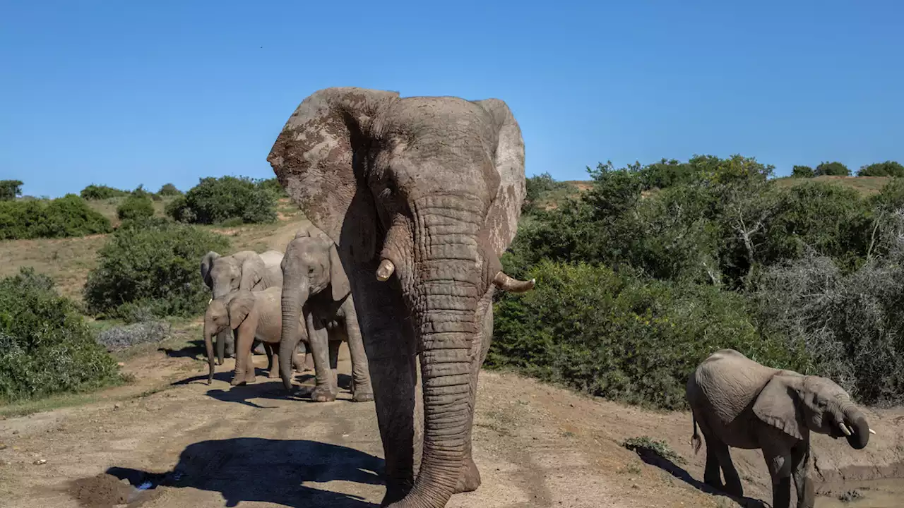 After A Horrible Week, Let’s Just Look At Elephants