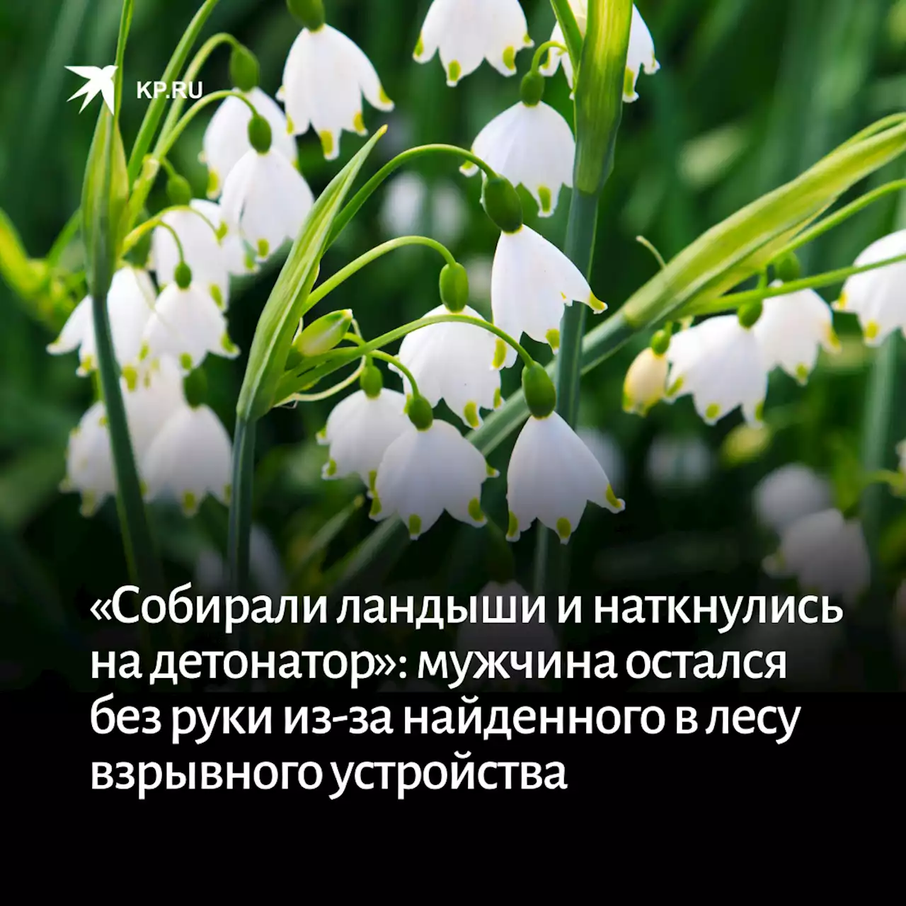 «Собирали ландыши и наткнулись на детонатор»: житель Самары остался без руки из-за найденного в лесу взрывного устройства