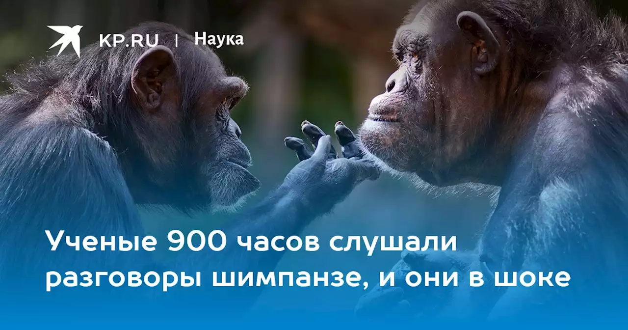 Ученые 900 часов слушали разговоры шимпанзе, и они в шоке