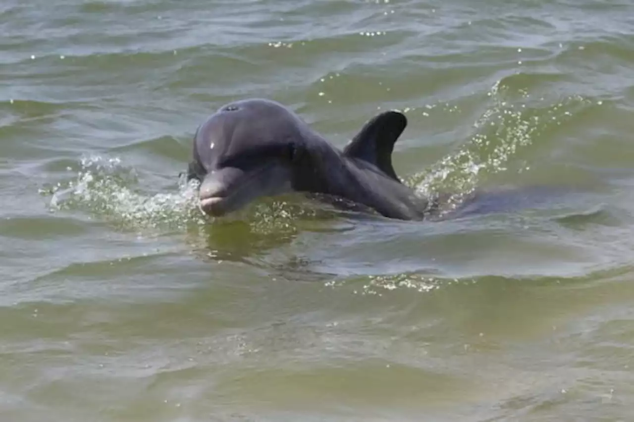 NOAA warns public of ‘aggressive’ dolphin roaming North Padre Island waters