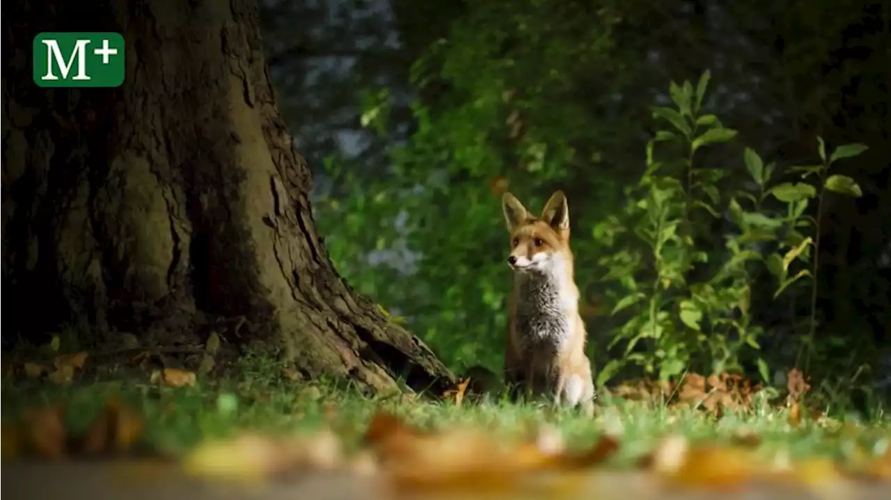 So wild ist die Hauptstadt: Wildtiere in Berlin