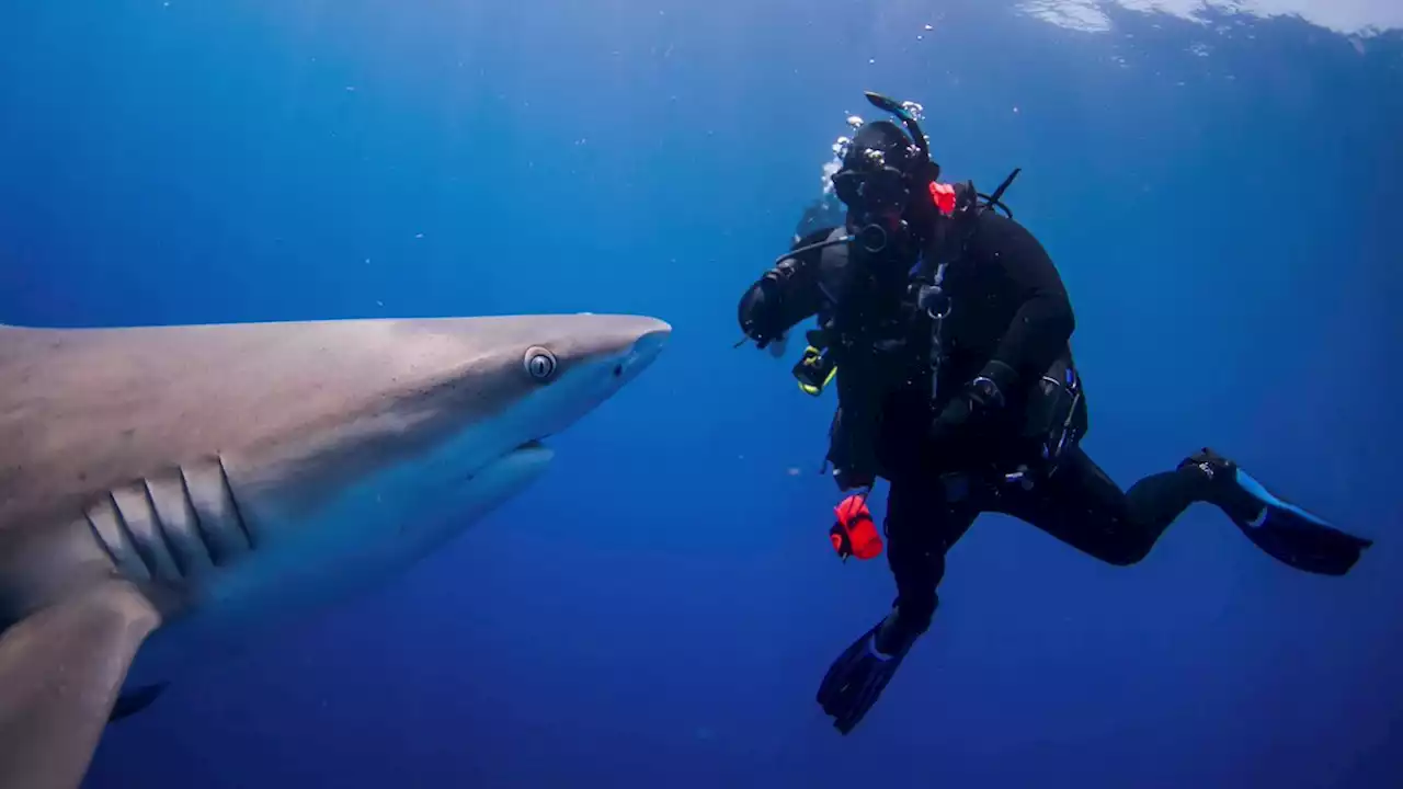 Swimming with sharks in Florida | Pictures | Reuters