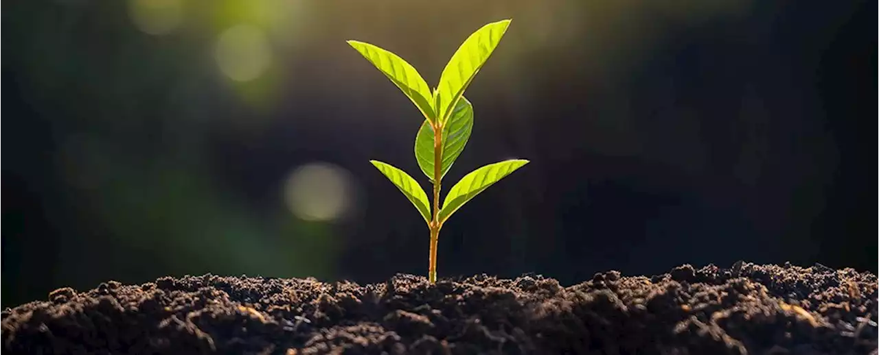 Biologists May Have Solved a 30-Year-Old Mystery on Why Touch Stresses Plants Out