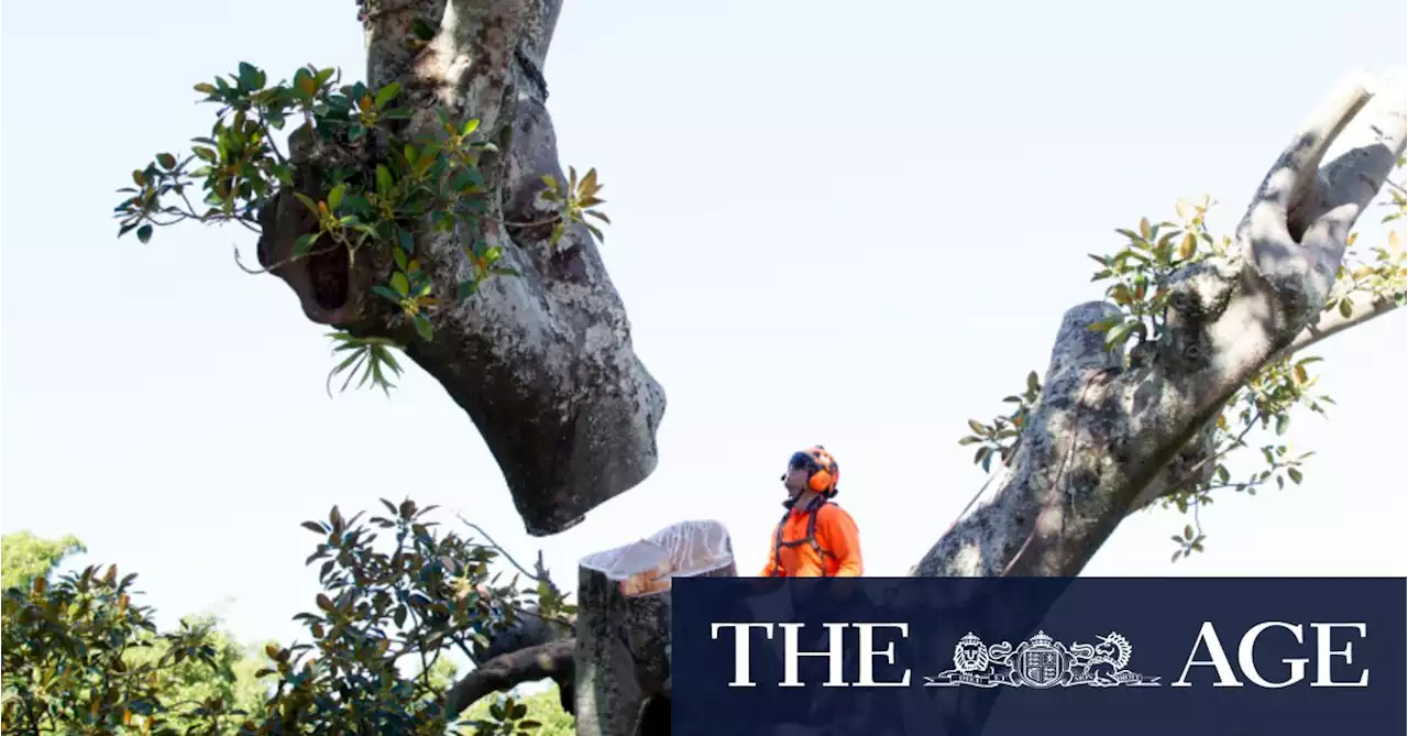 ‘Chainsaws running three times a week’: Melbourne’s leafy east is losing its trees