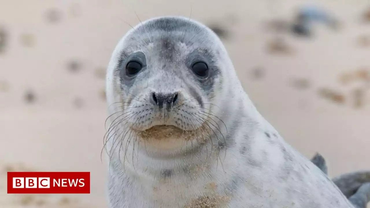 Jet-skiers blamed for Norfolk beach seal stampede