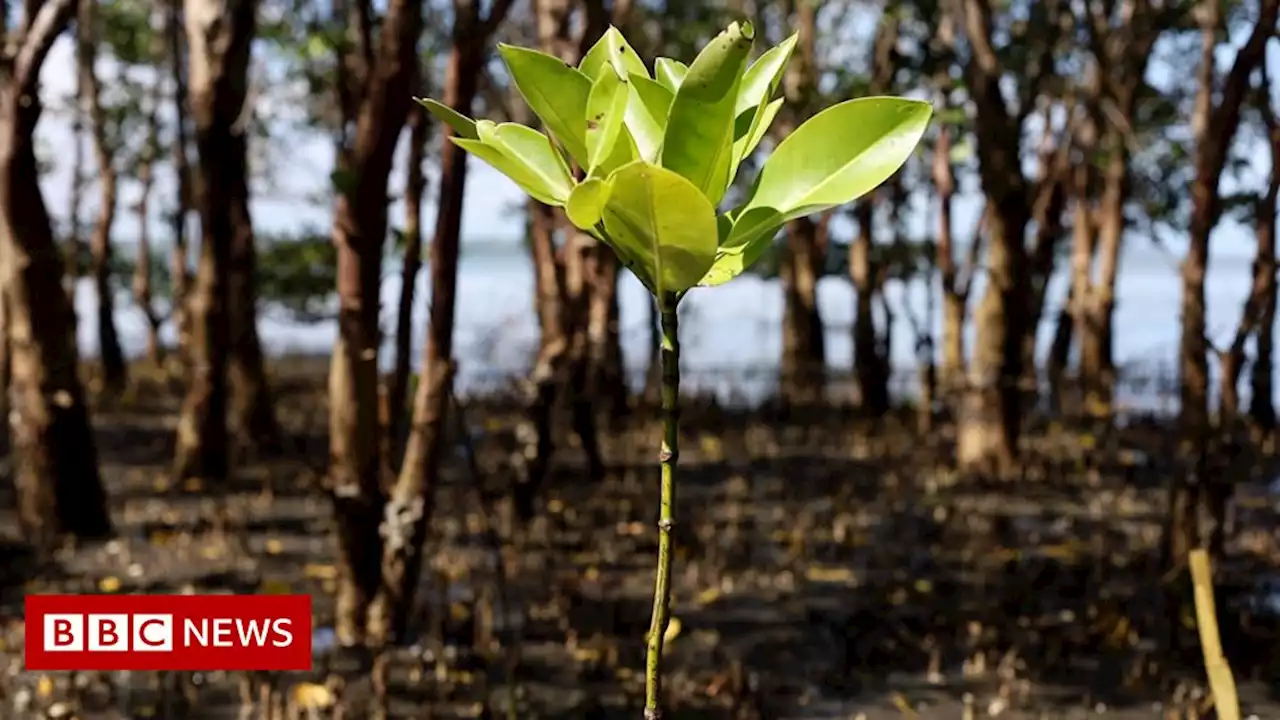 How phantom forests are used for greenwashing