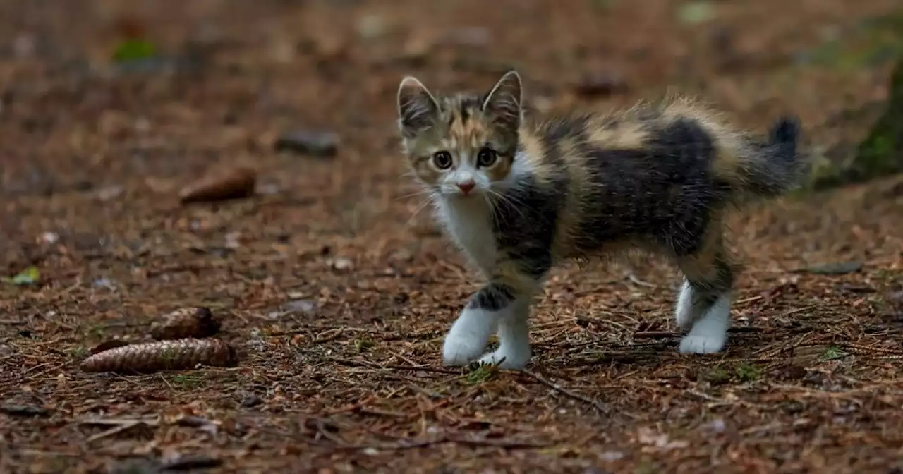 Atrajo a un gatito con comida y luego lo pateó al mar