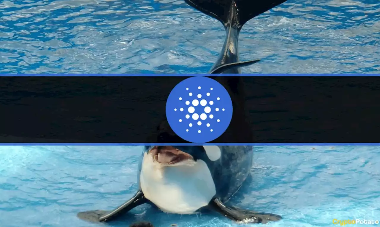 Cardano Whales Bought 200 Million More ADA in 5 Weeks