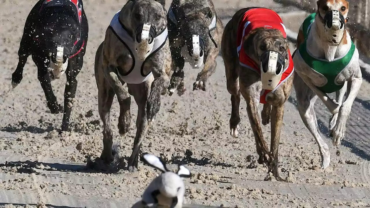 Greyhound racing in US may soon be at an end following concerns over animal treatment