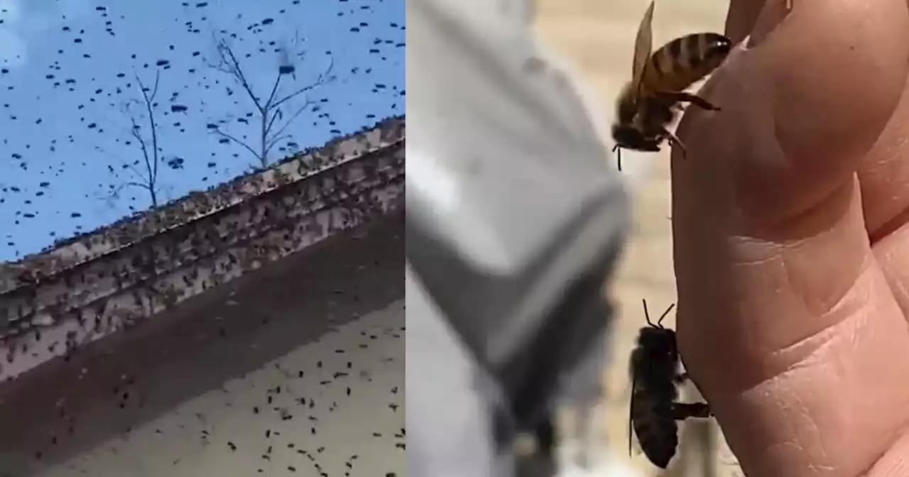 All the buzz! Bees caught on video swarming Salt Lake City house