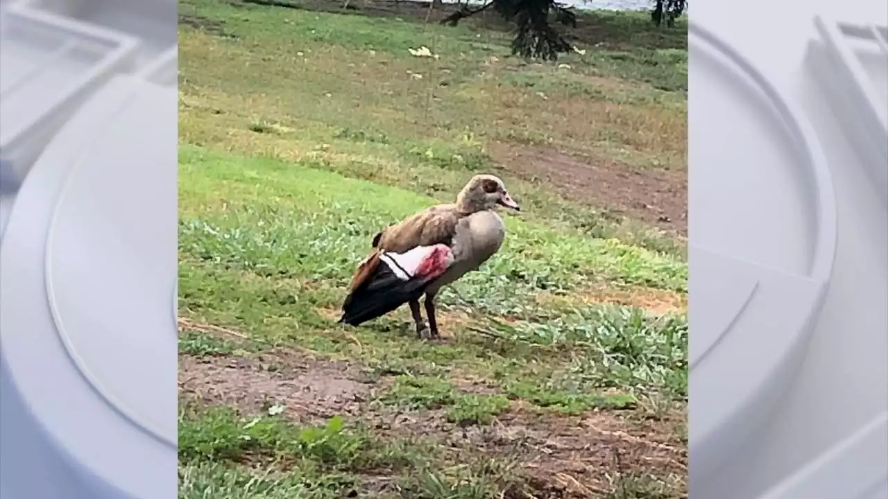 More ducks, geese killed by pellet gun fire in Costa Mesa park