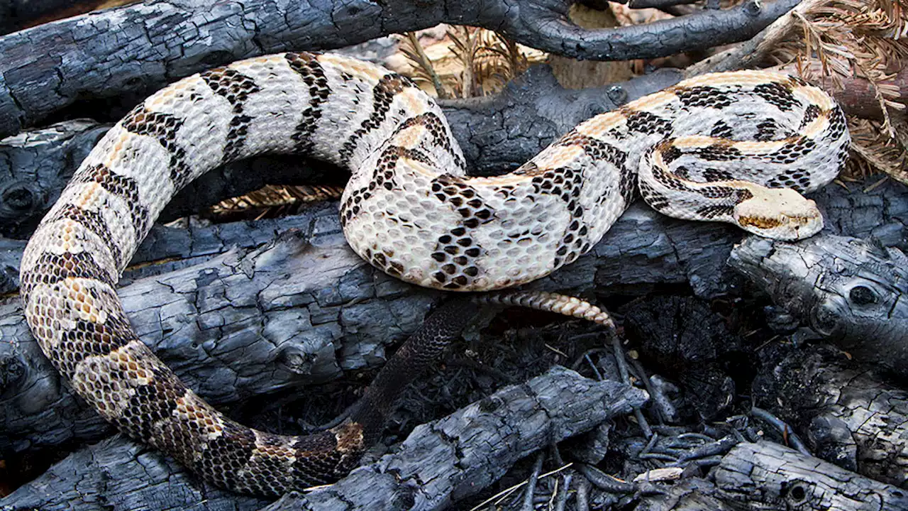 Texas rattlesnake handler dies after bite at festival