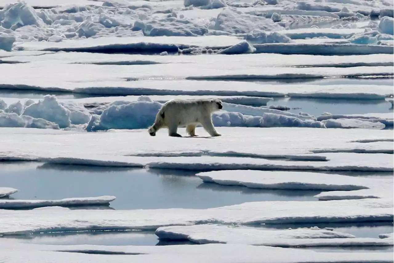 Polar bear experts say killing animal in Quebec was necessary, standard practice