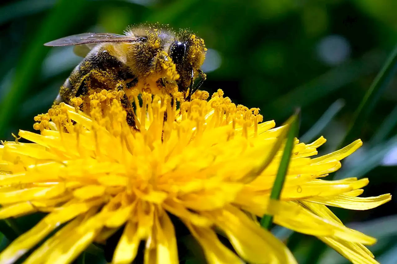 Millions of bees were dying on a tarmac. Local beekeepers ran to help