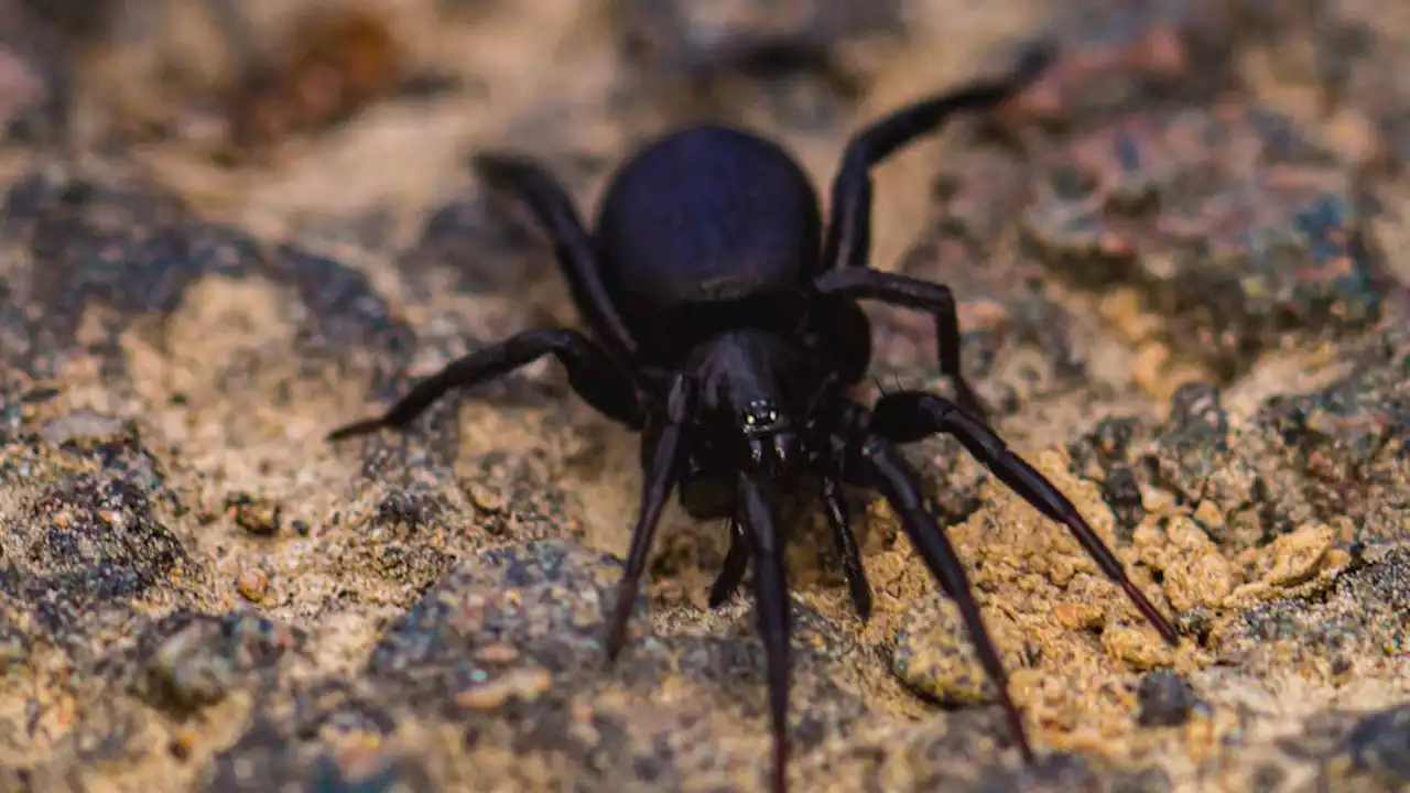 Deadly Spider Venom Could Repair Hearts and May Save Heart Attack Victims