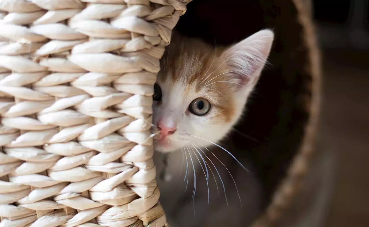 Gatti, le 5 cose che amano e le 5 che odiano - iO Donna