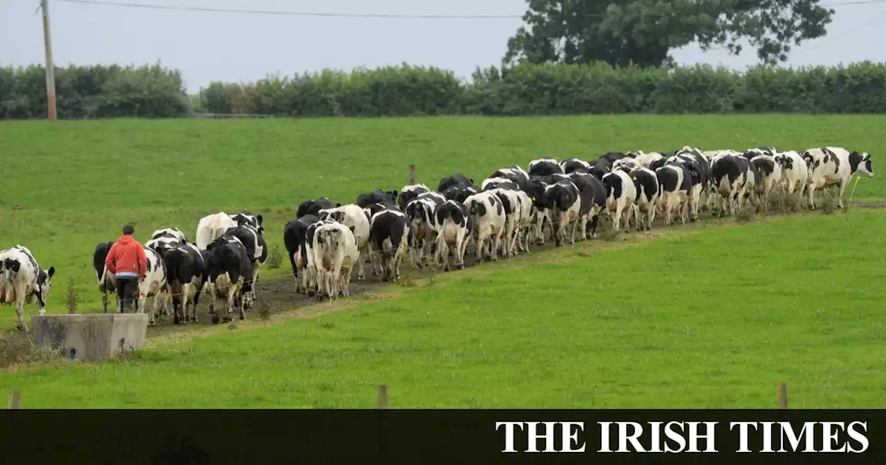 Farmers set to receive up to €1,000 each from State in bid to avoid fodder shortage