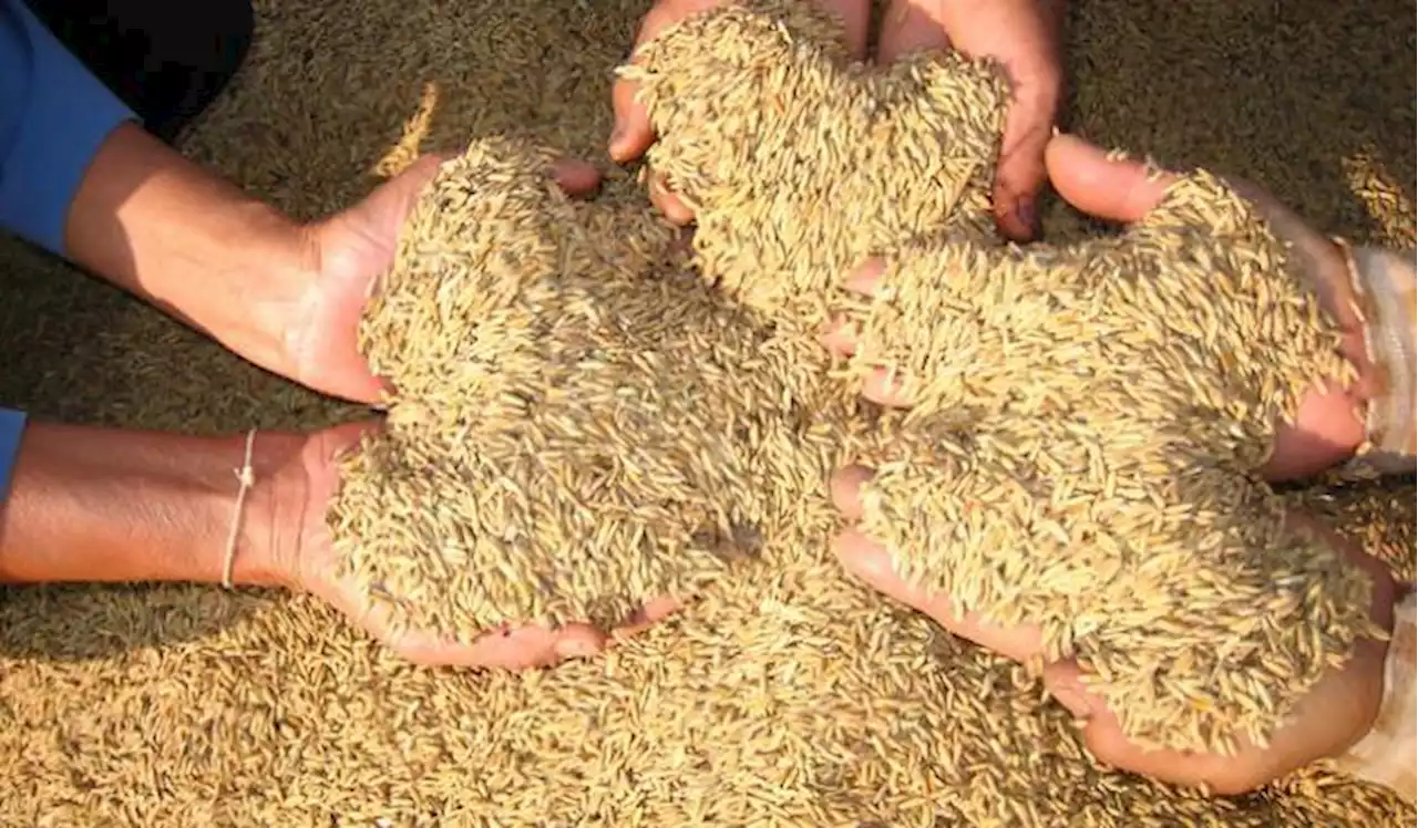 Colombia exportará arroz a los Estados Unidos desde julio