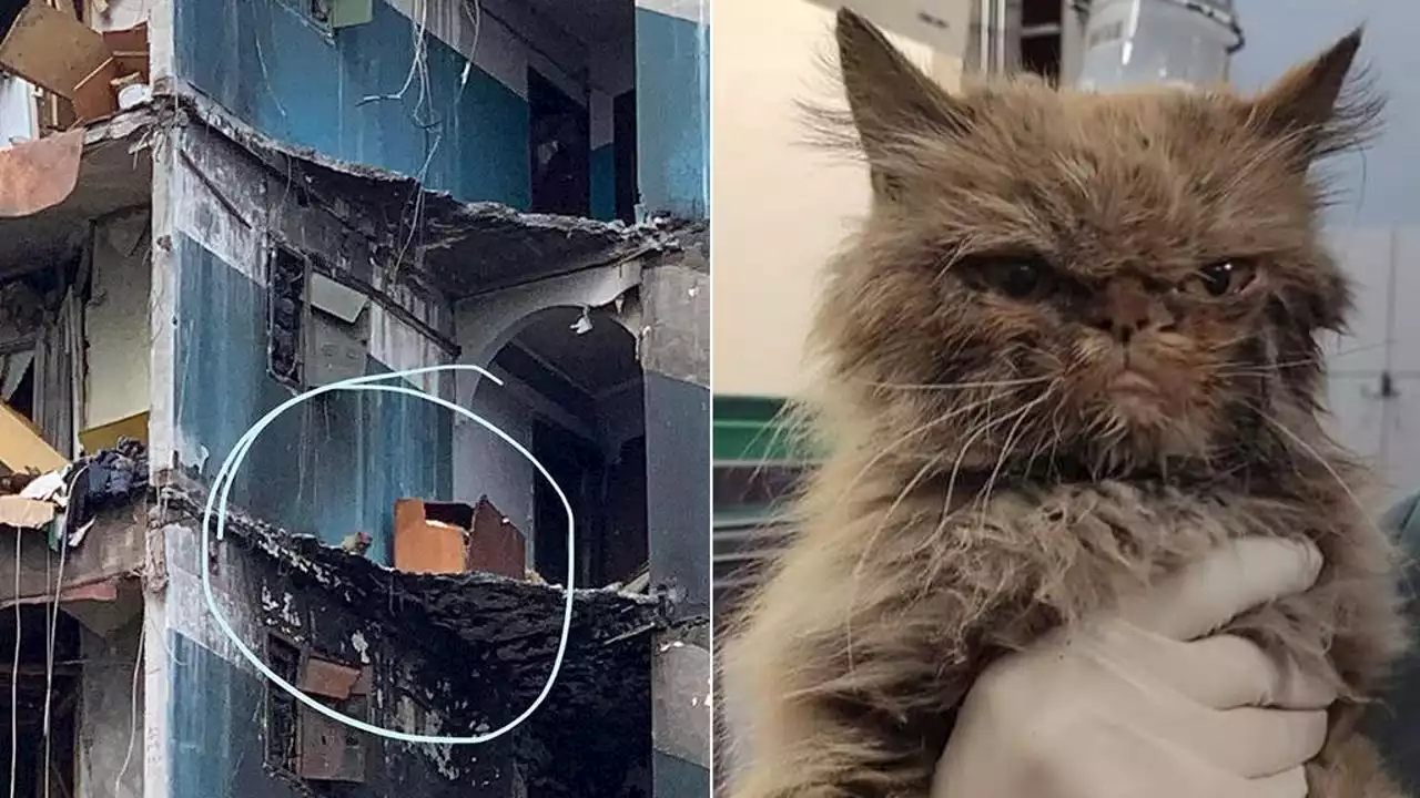 Ucraina, un gatto viene salvato da un edificio squarciato dalle bombe: “Era lì da due mesi”