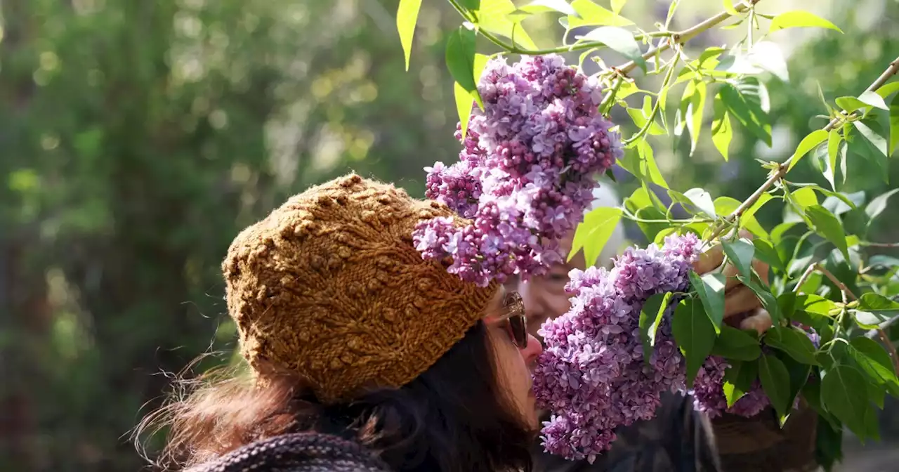 Discover a hidden lilac sanctuary on your next day trip out of L.A.