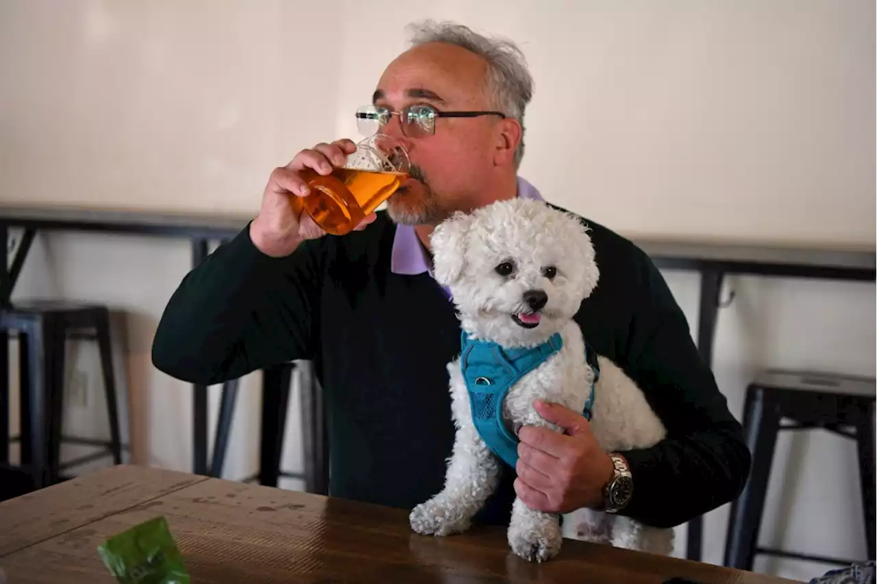 10 amazing ways to eat, drink and play with your dog in the Bay Area