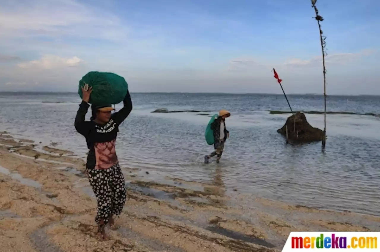 Foto : Kehidupan Pengumpul Rumput Laut yang Masih Bertahan di Nusa Dua Bali | merdeka.com