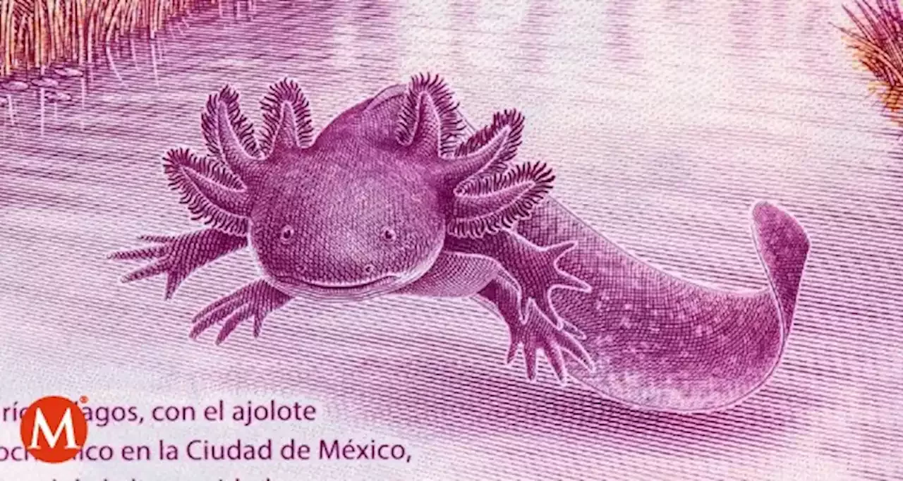 Billete De 50 Del Ajolote Que Se Vende En Medio Millón De Pesos México 3768