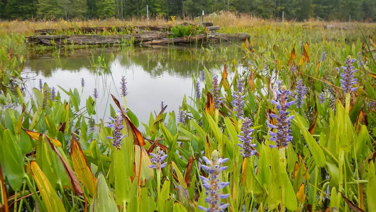 It was a toxic wasteland. Now it’s a national park.