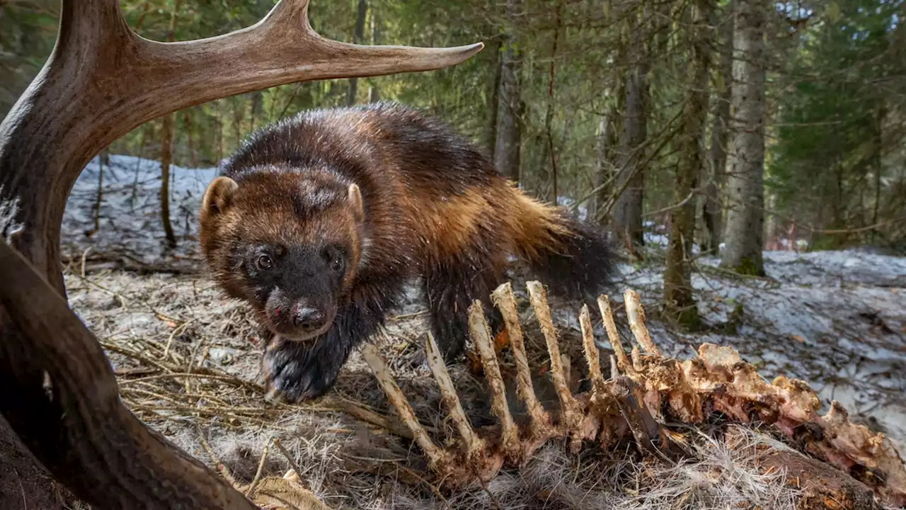 Wolverines battle to survive as climate change poses a new threat