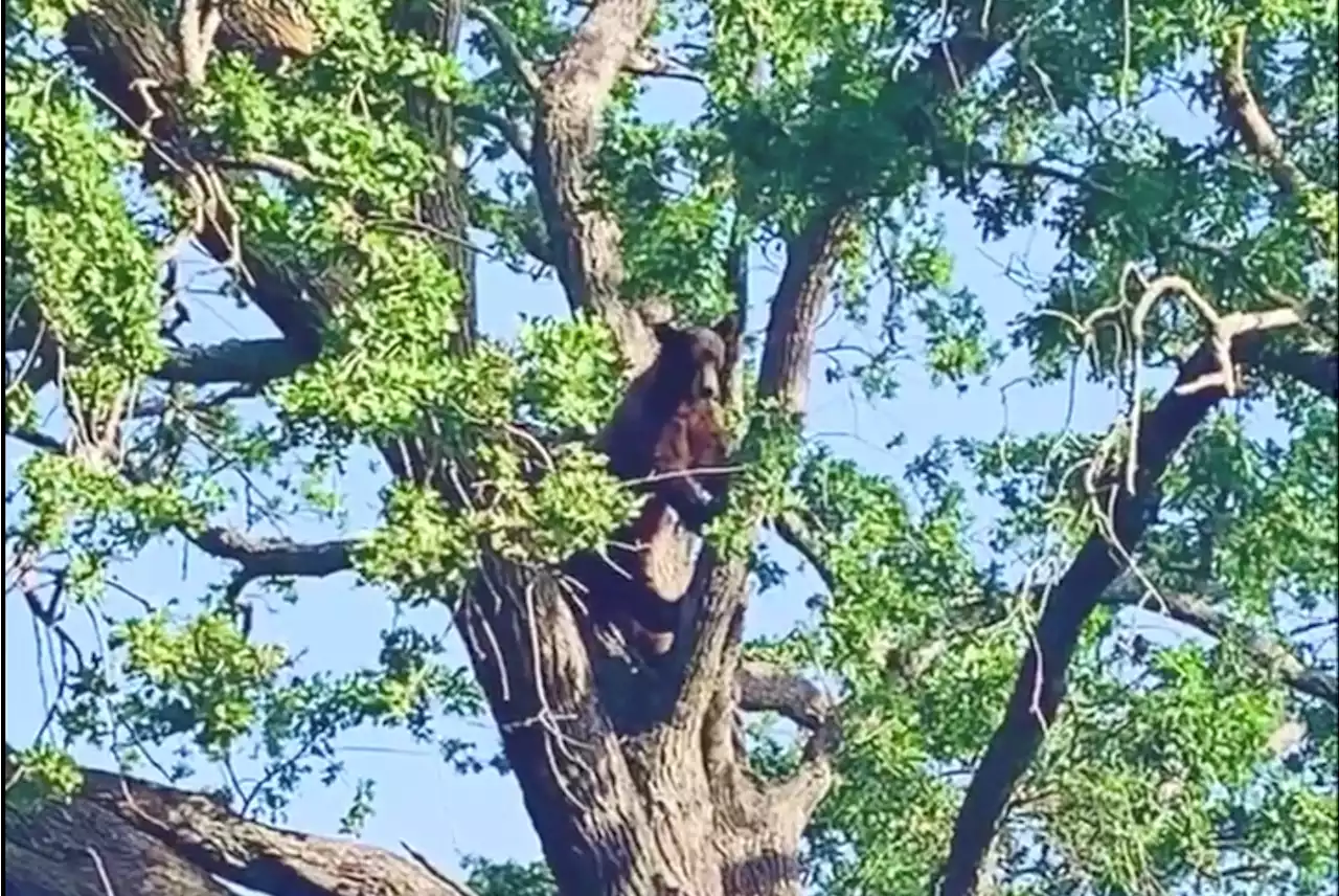 Black bear hangs out in tree near SF Bay Area school