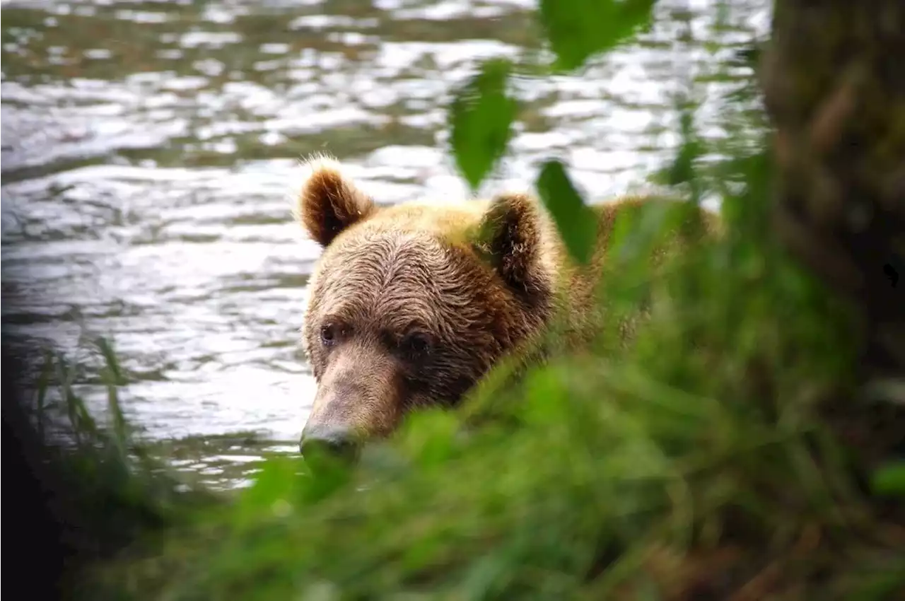 Braunbär im Landkreis Garmisch-Partenkirchen gesichtet