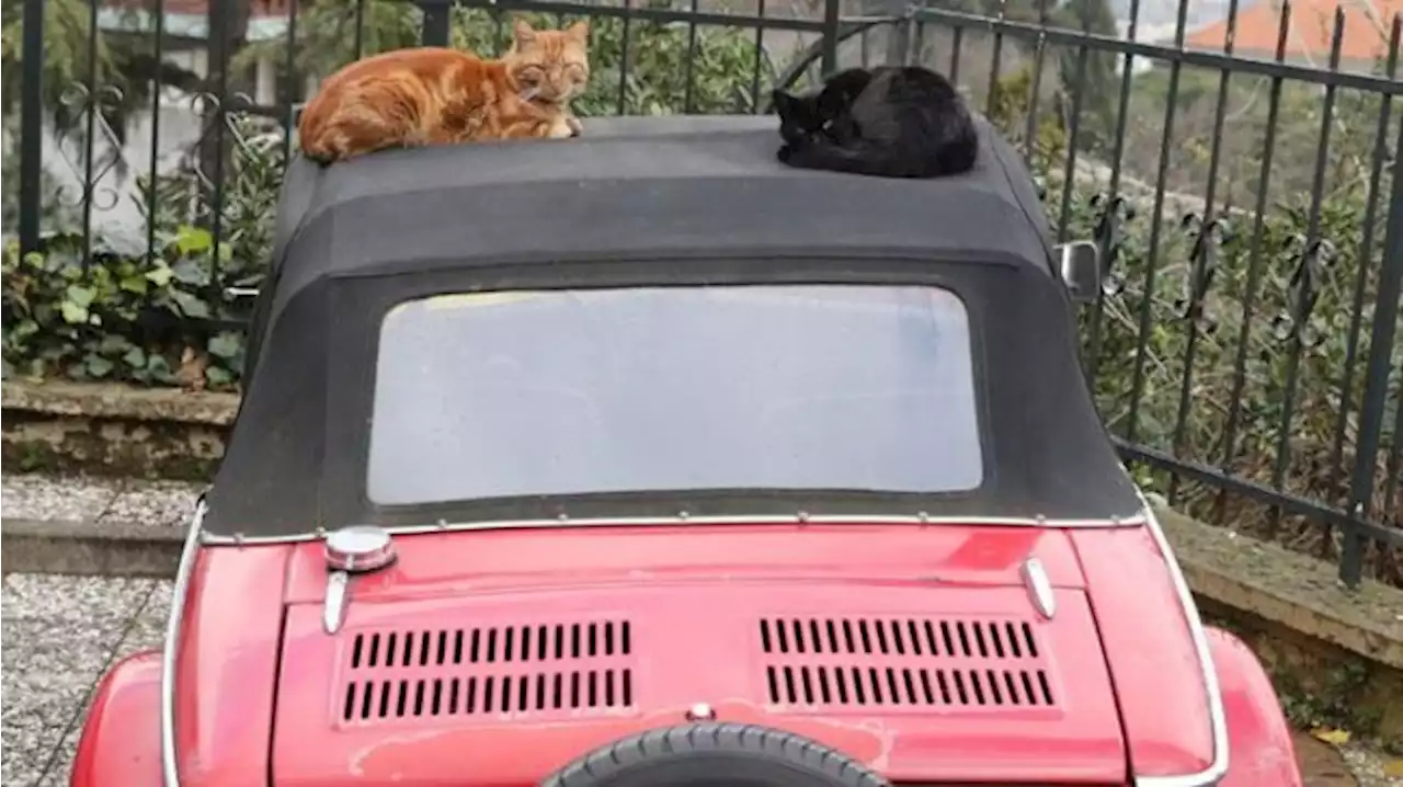 Ternyata Ini Alasan Kucing Suka Tidur di Kap Mesin Mobil