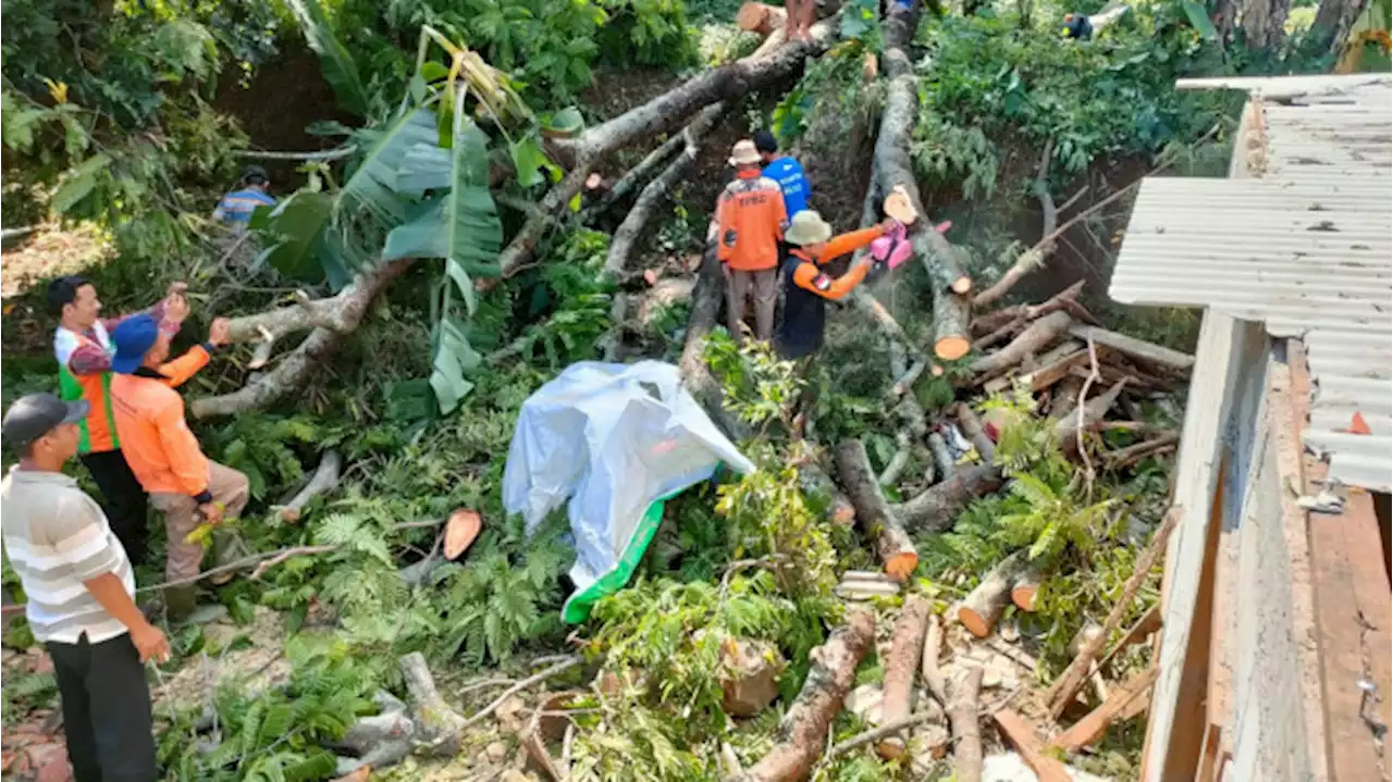 Pohon Petai Tumbang Timpa Dua Rumah di Kudus