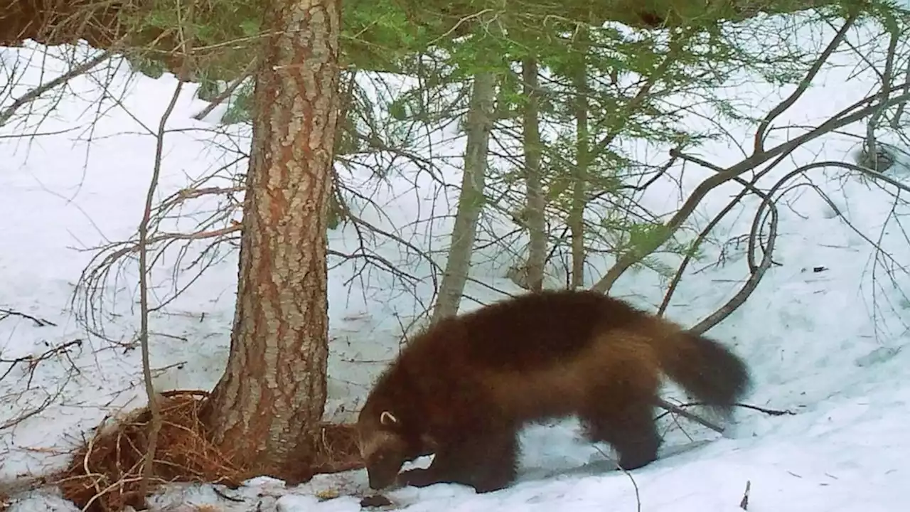 Judge orders US to decide if wolverines need protection